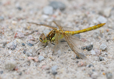 Tegelrd ngstrollslnda (Sympetrum vulgatum)