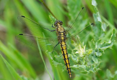 Strre sjtrollslnda (Orthetrum cancellatum)