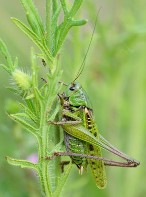 Hopprätvingar & Kackerlackor (Saltatoria & Dictyoptera)