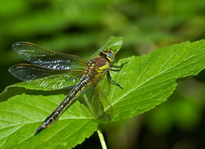 Tidig mosaikslnda (Brachytron pratense)