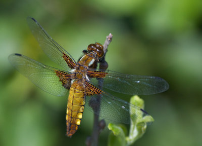 Bred trollslnda (Libelulla depressa)