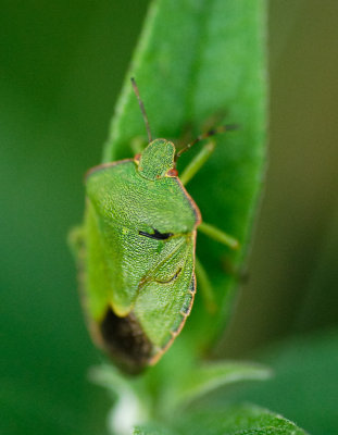 Grn brfis (Palomena prasina)