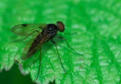 Fluga (possibly Chrysopilus cristatus)