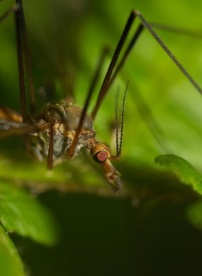 Harkrank (Tipulidae)