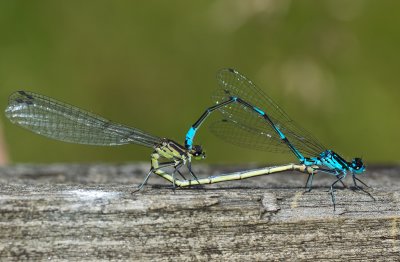 Mrk lyrflickslnda (Coenegrion pulchellum)