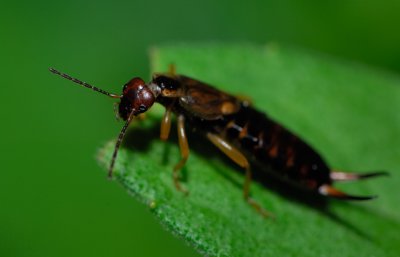 Halvvingar (Hemiptera) & Tvestjärtar (Dermaptera)
