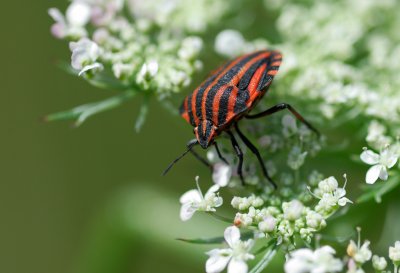 Strimlus (Graphosoma lineatum)