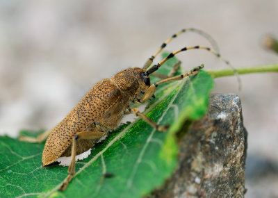 Större aspvedbock (Saperda carcharias)