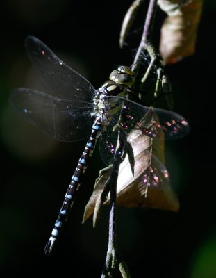 Blgrn mosaikslnda (Aeshna cyanea)