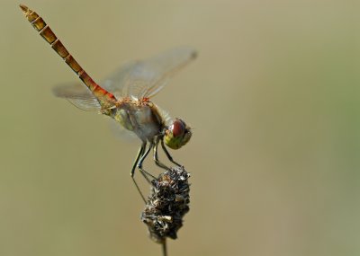 Tegelrd ngstrollslnda (Sympetrum vulgatum)