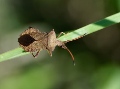 Bredkantsskinnbagge (Syromastus rhombeus)