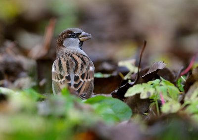 Grsparv - House Sparrow