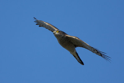 Sparrowhawk