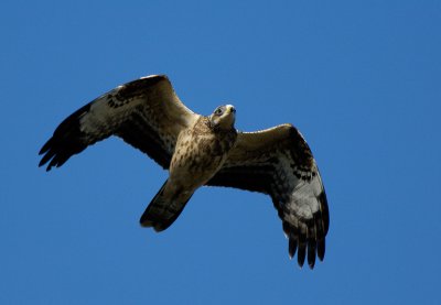 Honey Buzzard, juvenile