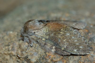 Stauropus fagi