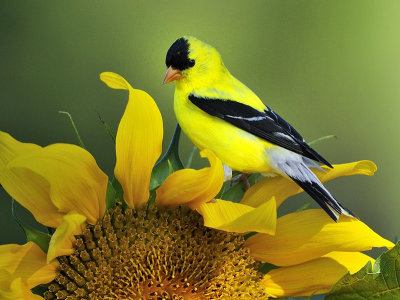 Chardonneret jaune