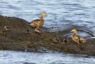 Common Eiders