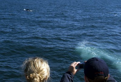 Bar Harbor - First Whale !