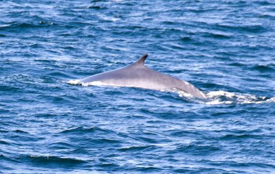 Bar Harbor - Whale