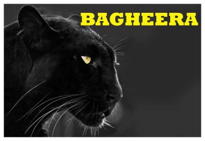 Bagheera