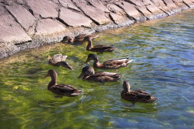 Ducks