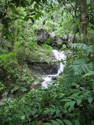 2_rainforest_trekking_24.jpg