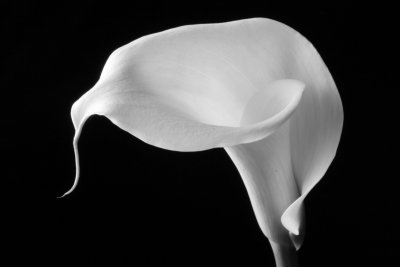 calla lily b&w