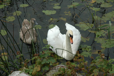 Swan and baby.jpg