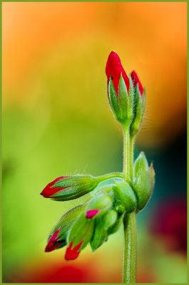 Redlipum Oranginam