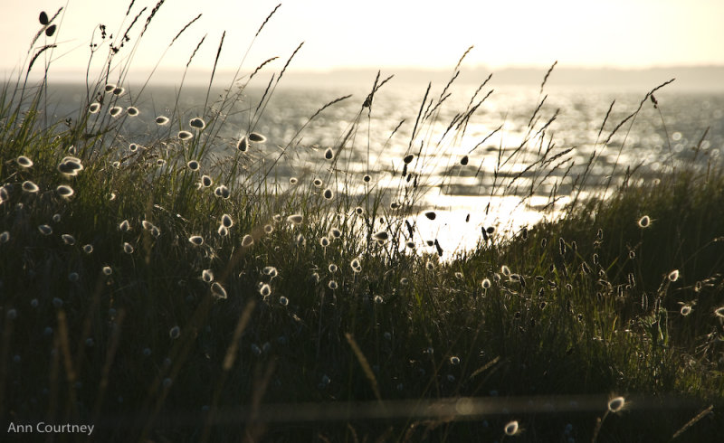 Light on the Dunes