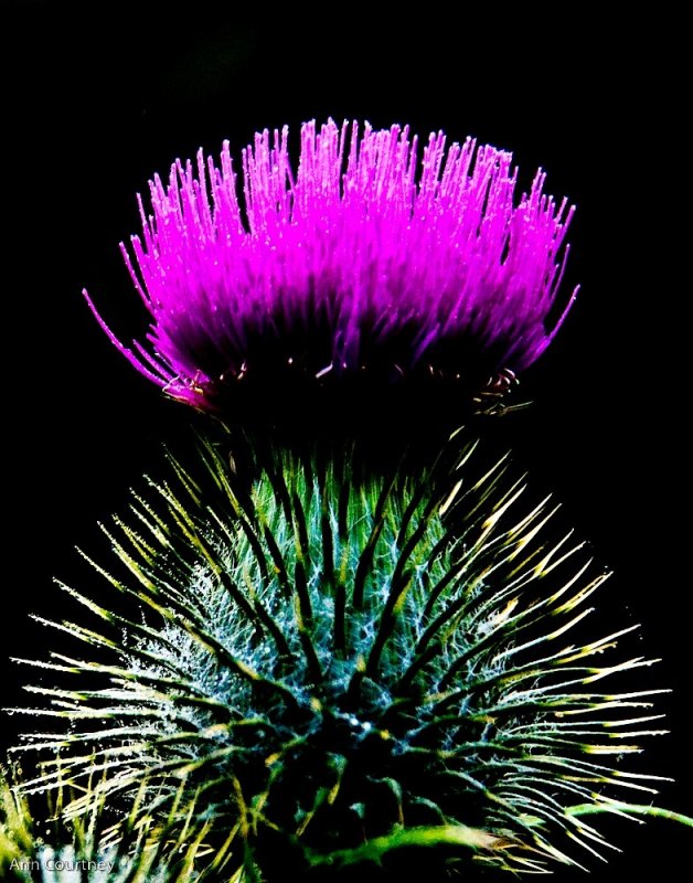Thistle
