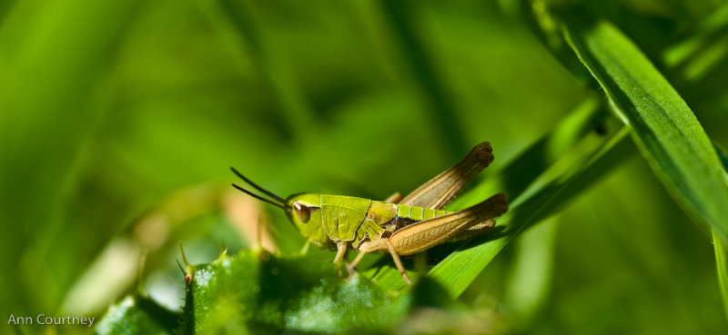 Baby cricket.