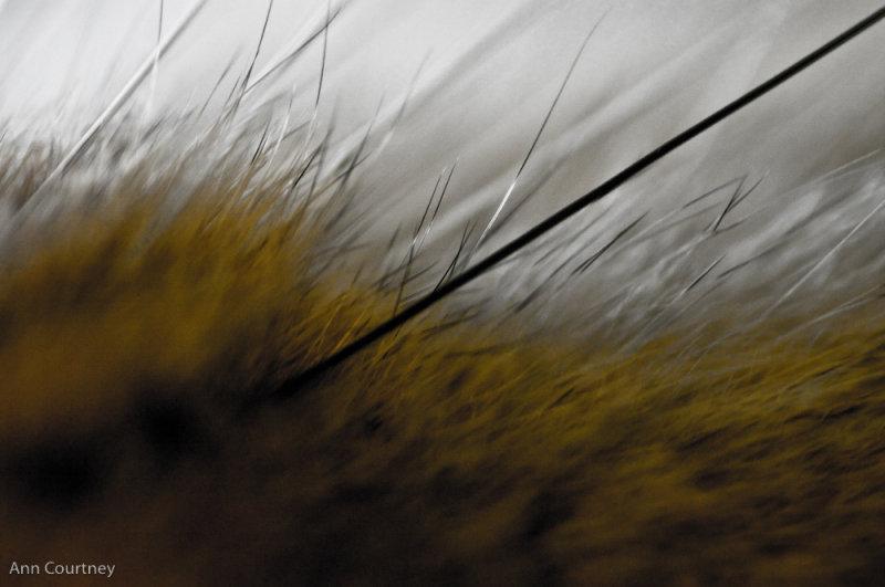 The cats whisker
