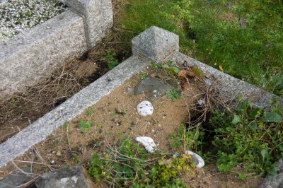 Rabbit damage