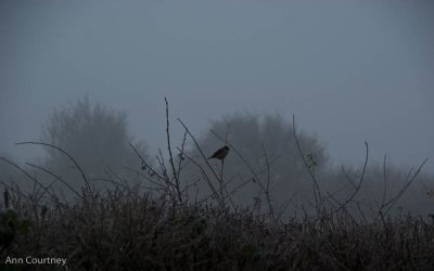 Sparrow in mist