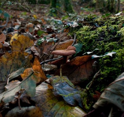 Hiding in the leaves