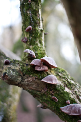 Tree shrooms