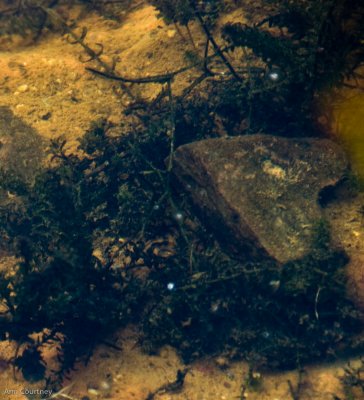 Stone heart
