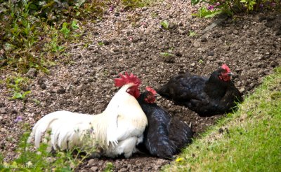 Strange! I thought I'd planted Marigolds!!