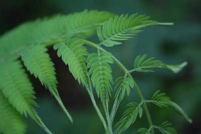 NewLeaves.JPG