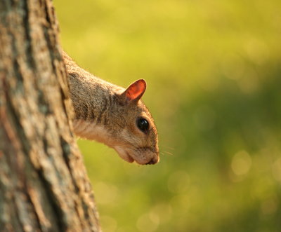 PeekingSquirrel.JPG