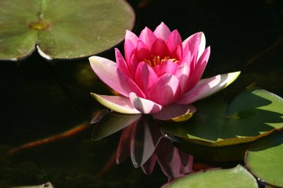 PinkLily2.JPG