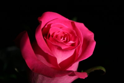 PinkRose2.JPG