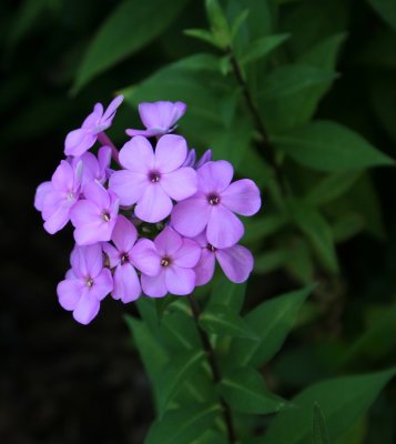 PurpleFlowers2.JPG