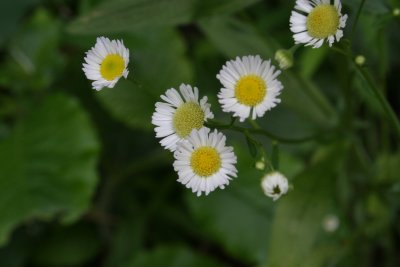 TinyDaisies.JPG