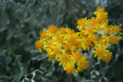 YellowOnGray1.JPG
