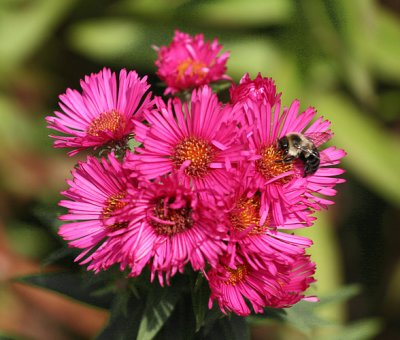 Bee on a Dahlia.jpg