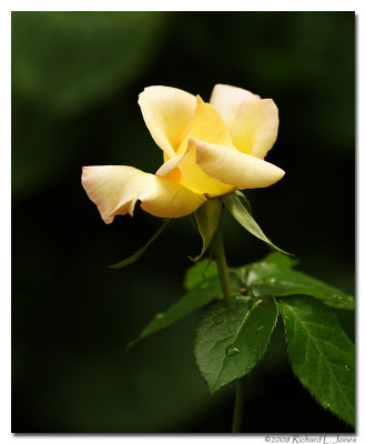 Yellow Rose 1 copy 2.jpg
