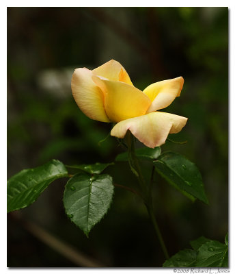 Yellow Rose 2.jpg