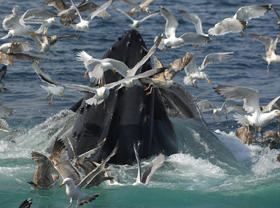 Swarmed_7468.jpg